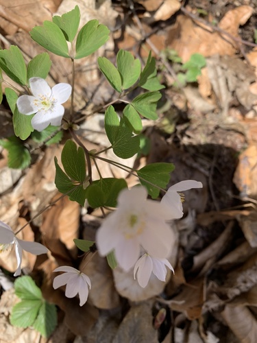 veterník žltuškovitý (Isopyrum thalictroides)