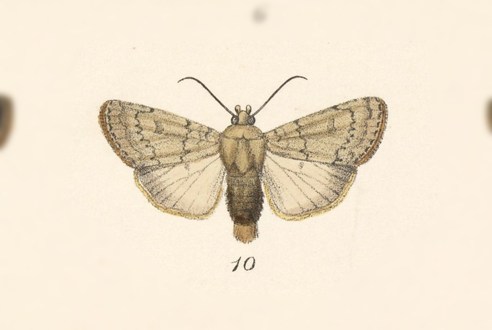 Eriopyga oroba