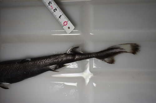 Slender lantern shark (Etmopterus pusillus) — Etmopteridae — 3