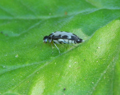 Glipidiomorpha obsoleta