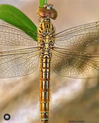 Brachythemis contaminata