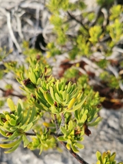 Suriana maritima