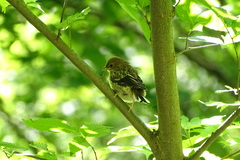 Pipilo erythrophthalmus