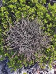 Euphorbia vaginulata