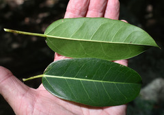 Ficus virens virens