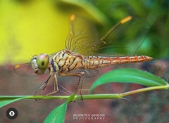Brachythemis contaminata