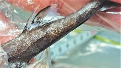 Smooth Lanternshark photo 5