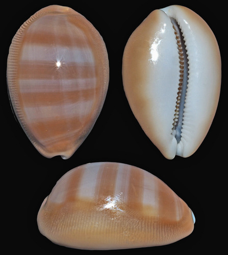 Lyncina schilderorum