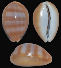 Lyncina schilderorum