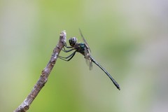 Zygonyx iris malayanus