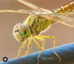Brachythemis contaminata