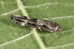 Mompha sturnipennella