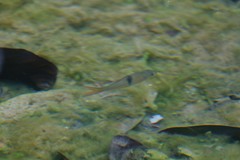 Hampala macrolepidota