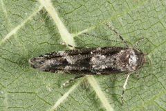 Mompha sturnipennella