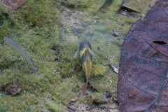 Striuntius lateristriga