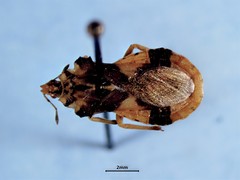 Phymata americana americana