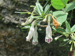 Lysionotus pauciflorus