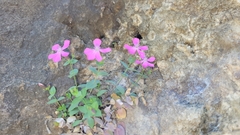 Petrocoptis grandiflora