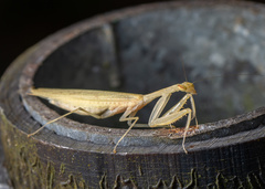 Sinomantis denticulata