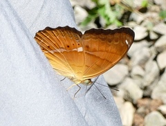 Cirrochroa emalea