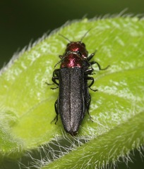 Agrilus heterothecae