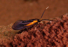 Mathildana newmanella