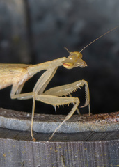 Sinomantis denticulata