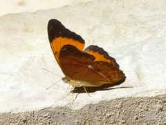 Cirrochroa emalea