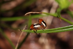 Cryptocephalus nitidissimus