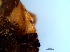 Phymata americana americana