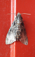 Psilogramma casuarinae