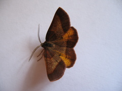 Metarranthis obfirmaria
