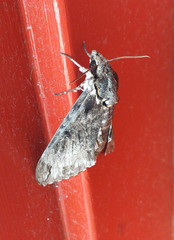 Psilogramma casuarinae