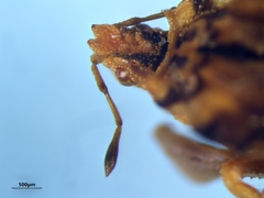 Phymata americana americana
