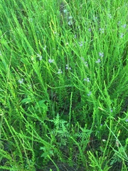 Lythrum alatum lanceolatum