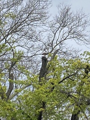 Buteo jamaicensis