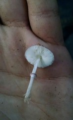 Leucoagaricus roseilividus