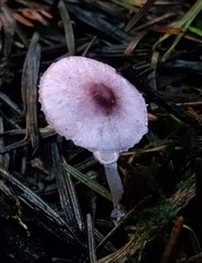 Leucoagaricus roseilividus