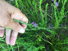 Lythrum alatum lanceolatum