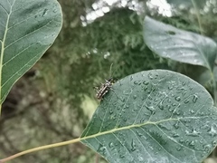 Sphedanolestes impressicollis
