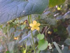 Cucumis maderaspatanus