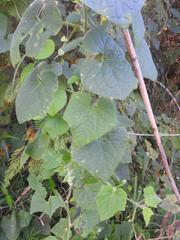 Cucumis maderaspatanus