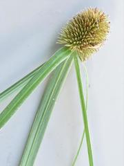Cyperus melanospermus