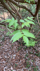 Ungnadia speciosa