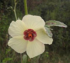 Hibiscus nigricaulis