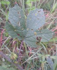 Hibiscus nigricaulis