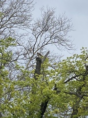Buteo jamaicensis