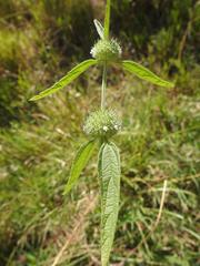 Leucas neuflizeana