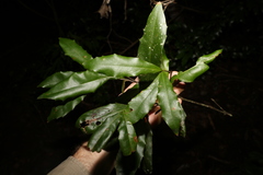 Macadamia ternifolia
