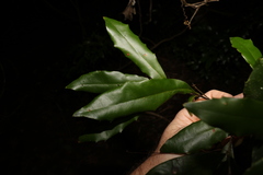 Macadamia ternifolia